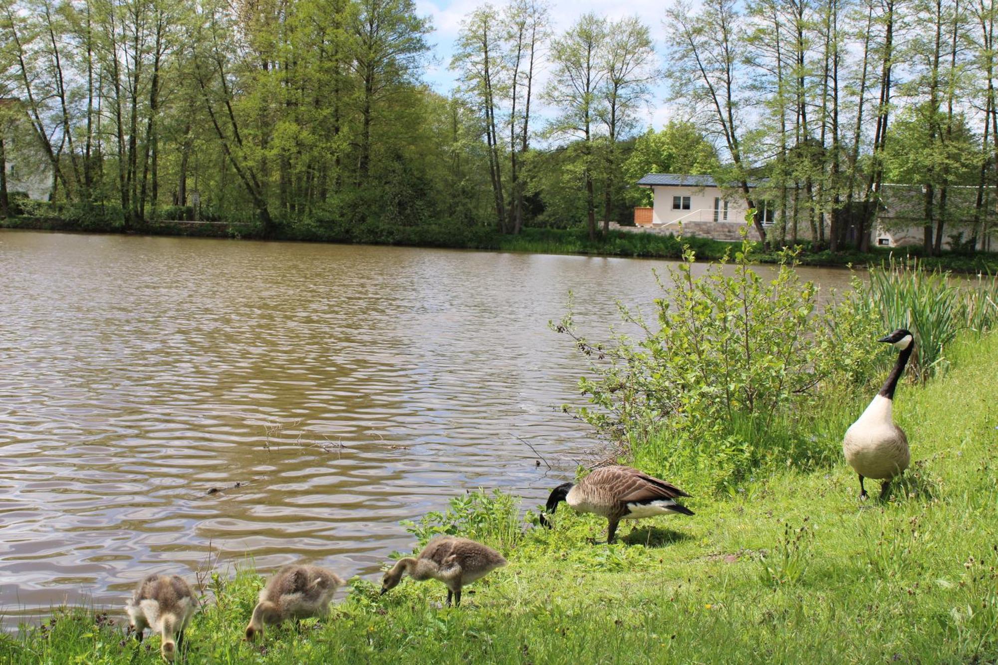 Apartmán Ferienhaus Am Muehlteich Lindenberg  Exteriér fotografie